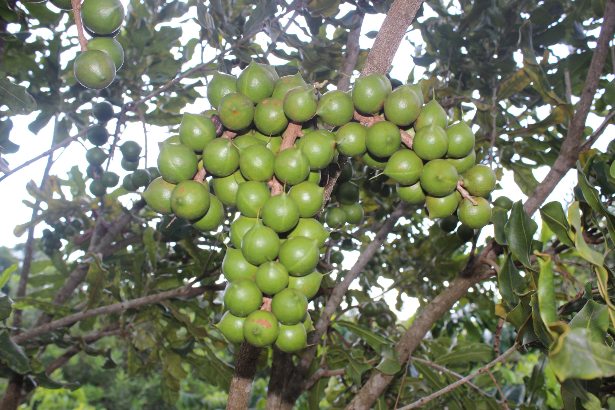 không xác định